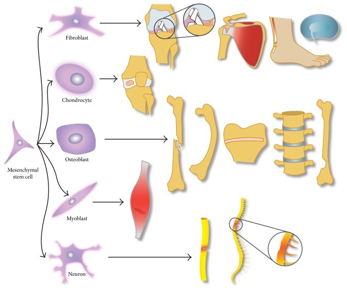 Mezenkimal Kök Hücrelerin Ortopedik Hastalıklarda Kullanımı